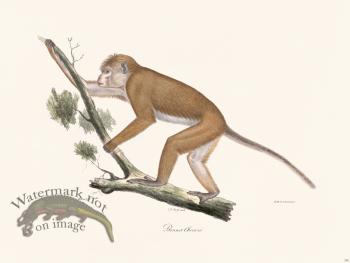 Cuvier 376 Chinese Hat